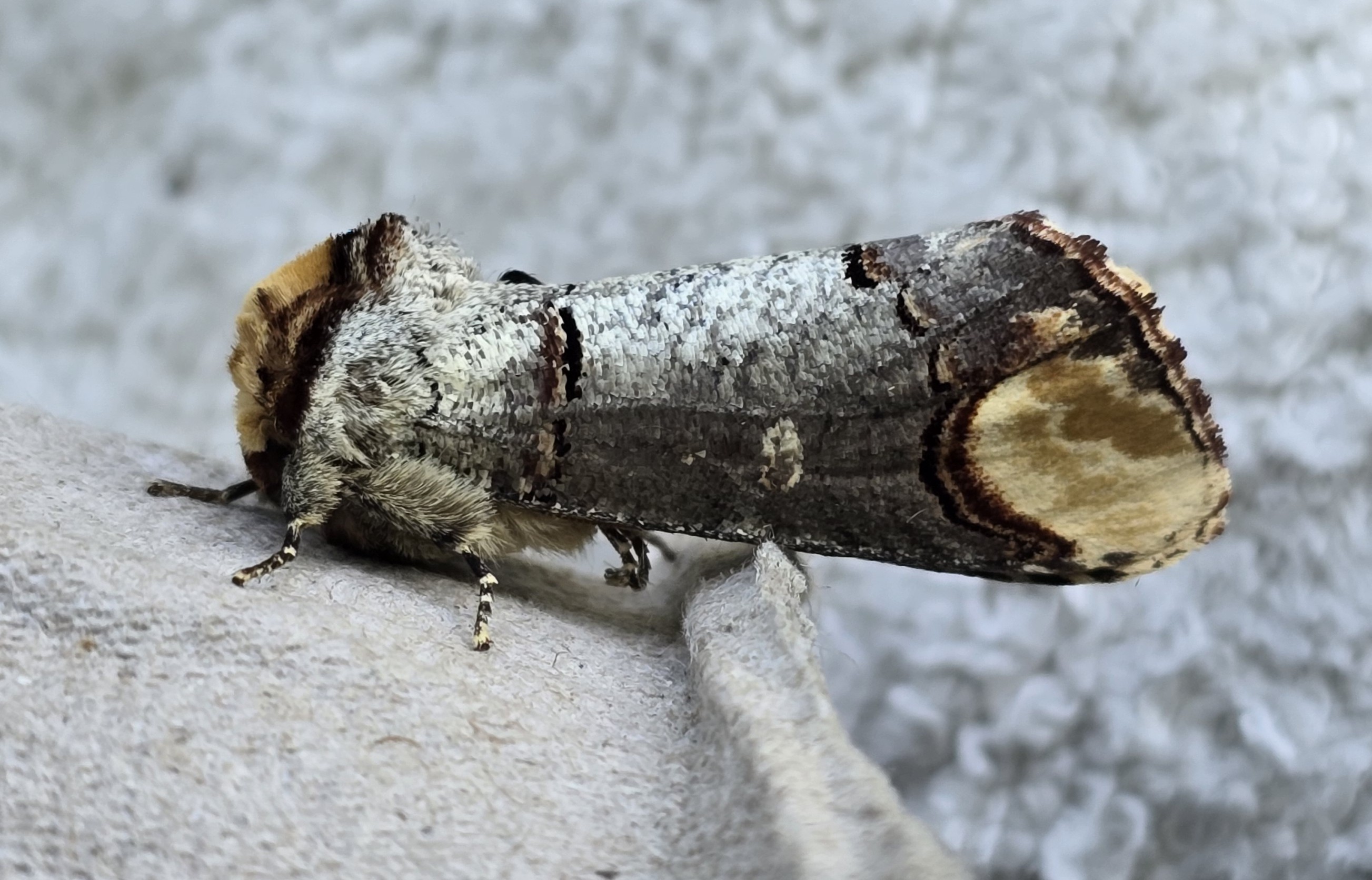 Photo of Buff-tip (Phalera bucephala)